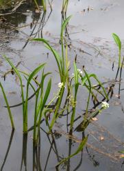 Sagittaria platyphylla. Dense population.
 Image: K.A. Ford © Landcare Research 2020 CC BY 4.0